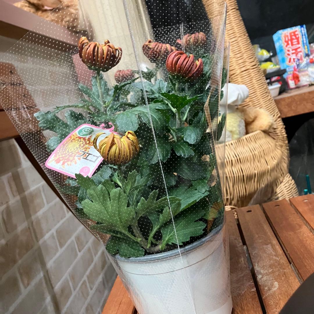 ポットマム フエゴ 4号ポット 鉢花 花苗 菊 - メルカリ