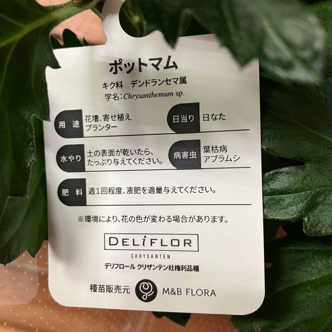 ポットマム フエゴ 4号ポット 鉢花 花苗 菊 - メルカリ