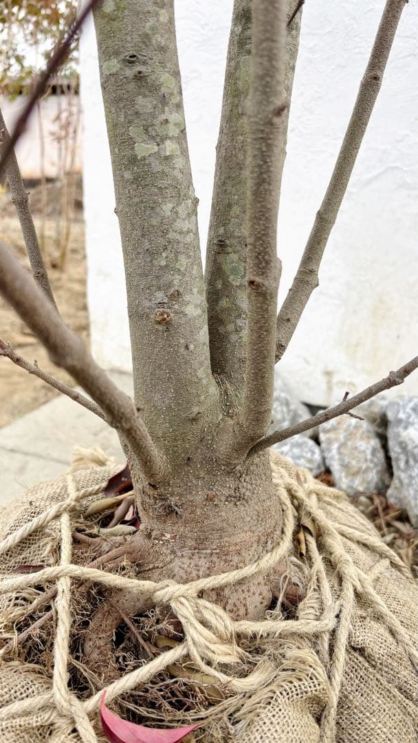 超逸品。常緑ヤマボウシ本株立ち2.6M(鉢底から)