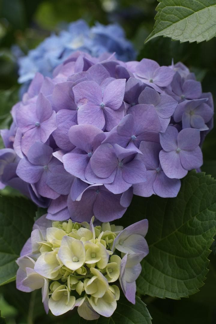 auto mamiya sekor 50mm f2 後期型 M42 富岡光学製 - メルカリ