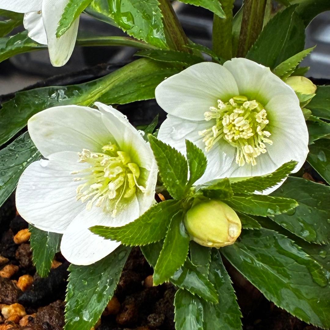 小*夏様 3448☘️花、タグ付☘️⭐️ベビードール⭐️超小輪⭐️超コンパクト⭐