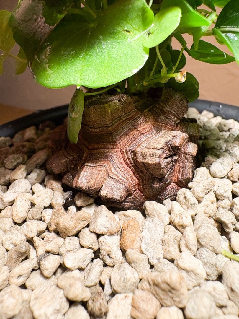 丸型良型】No.7アフリカ亀甲竜 実生 幅5cm 将来有望 - メルカリ
