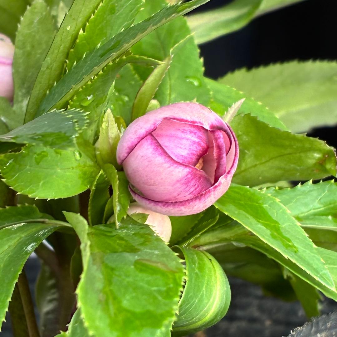 ヒ*イ様 ☘️限定1株☘️未株分け☘️花付き☘️タグ付き☘️3363⭐️ベビード