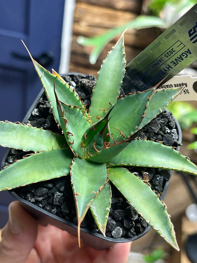 アガベ ハイブリッド 妖炎×狂刺霍利達 子株 agave hybrid - メルカリ