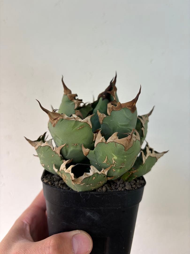 アガベ 大株セット【格安】 - アガベ低 価格 通販