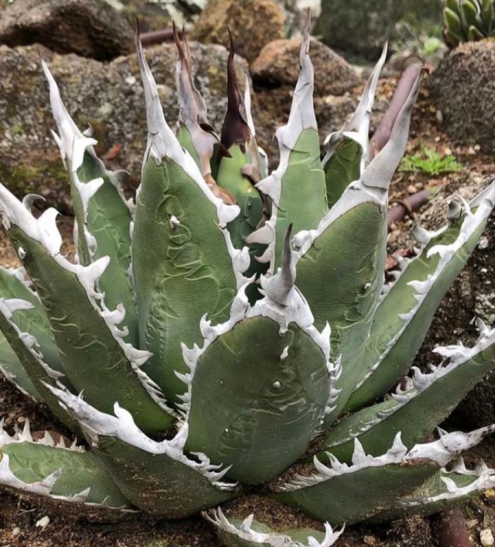 Hidden Agave アガベ ホワイトファング ジェレミーUS株 - メルカリ