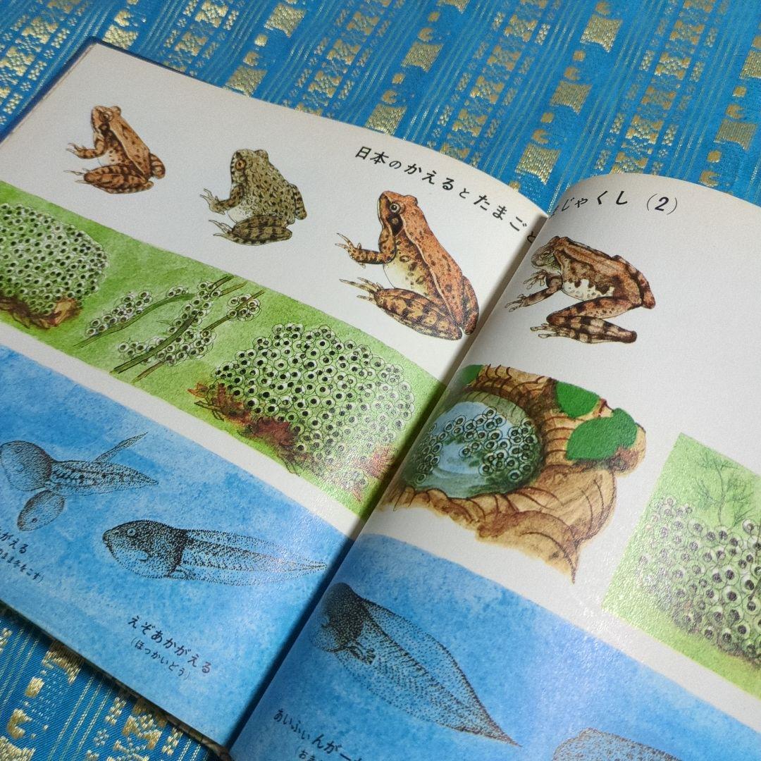 初版 絶版 ひきがえる 絵本 福音館書店 1976年 - メルカリ