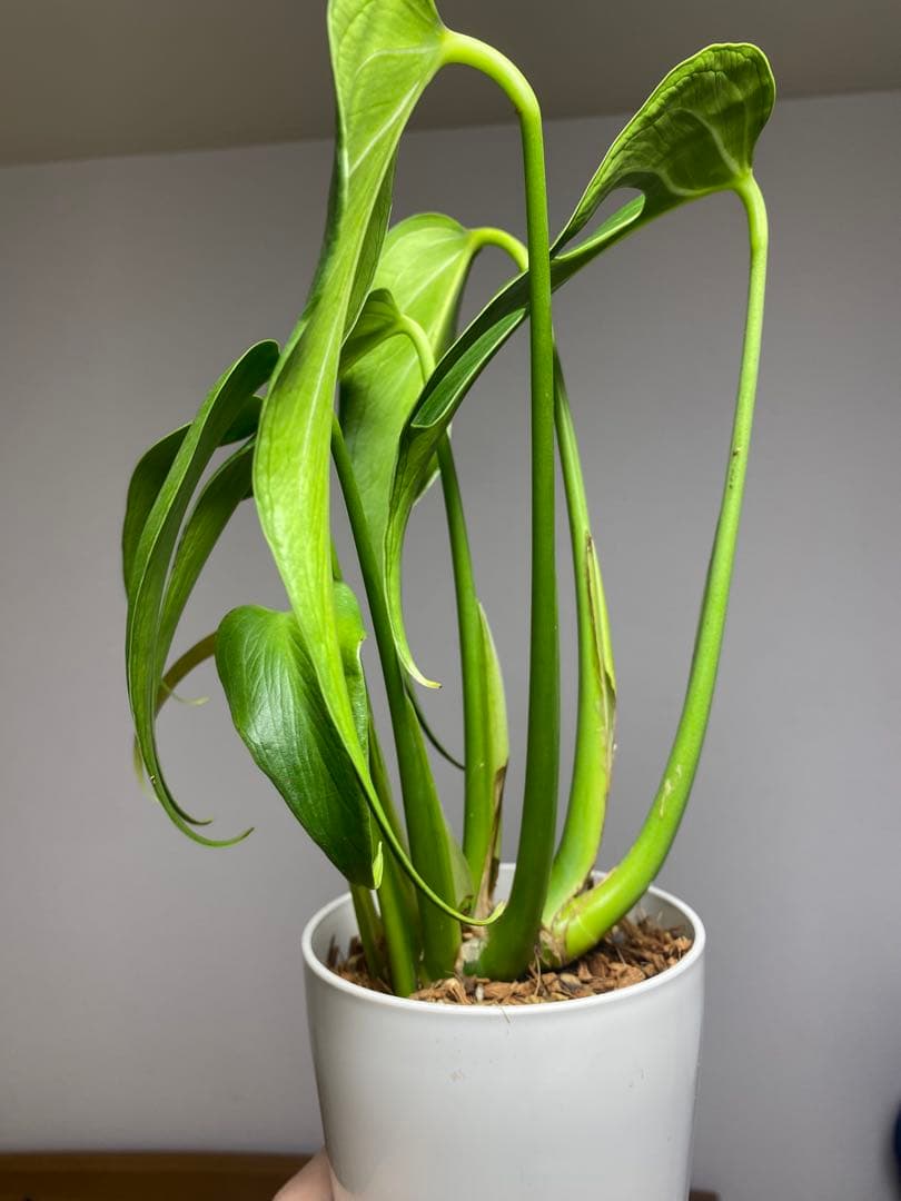 棚整理セール‼️】モンステラ バールマルクス 希少 レア 人気