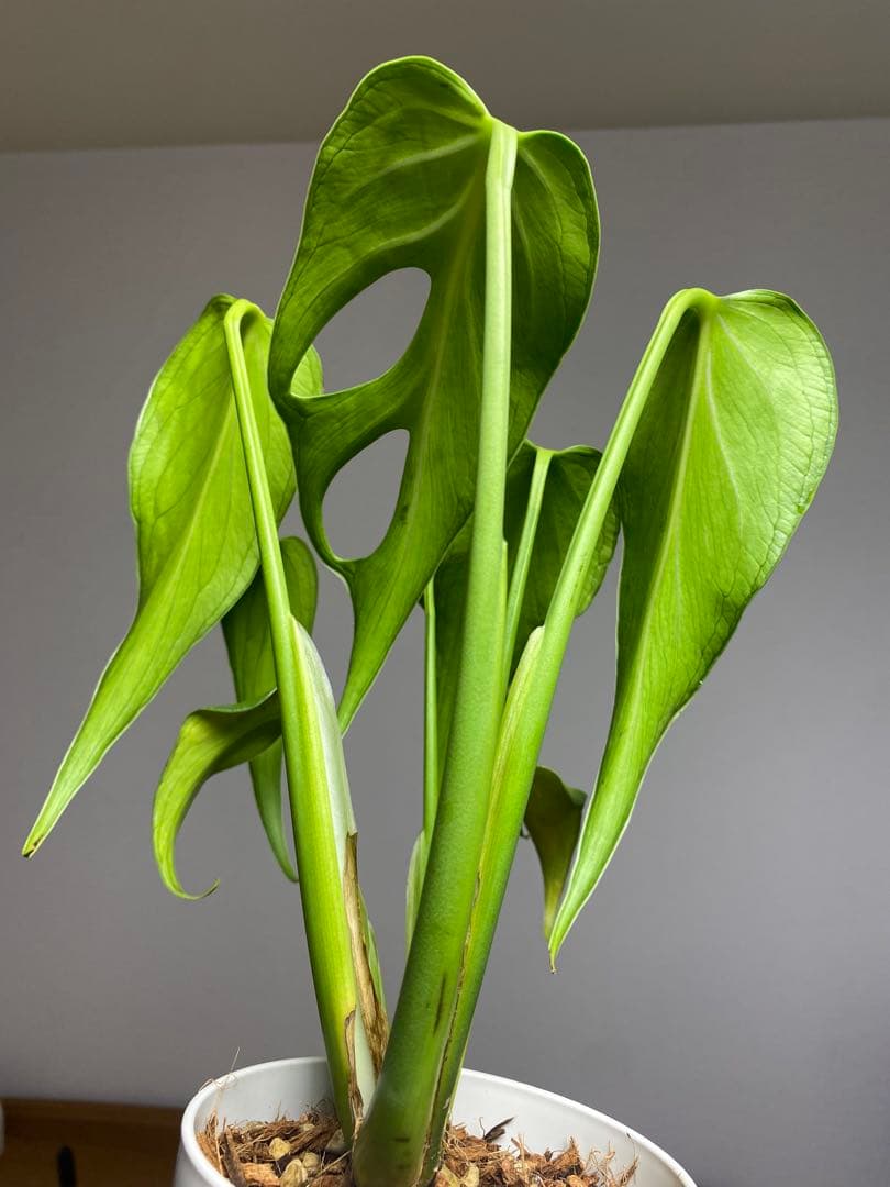 棚整理セール‼️】モンステラ バールマルクス 希少 レア 人気