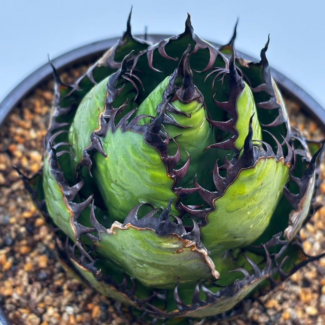 鳥*郎様 【龍門アガベ　ホリダ “horrida” 】極上強棘/狂刺/激レア/水