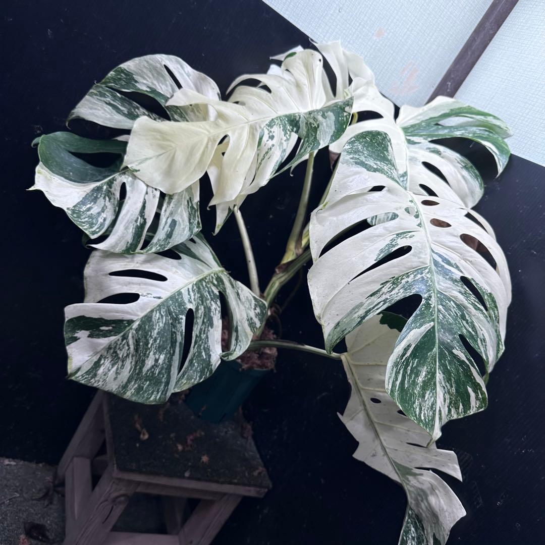 メ*3様 斑入りモンステラ ホワイトタイガー極美大株72cm白斑多 斑入りモンステラ ホワイトタイガー極美大株71cm白斑多 - メルカリ