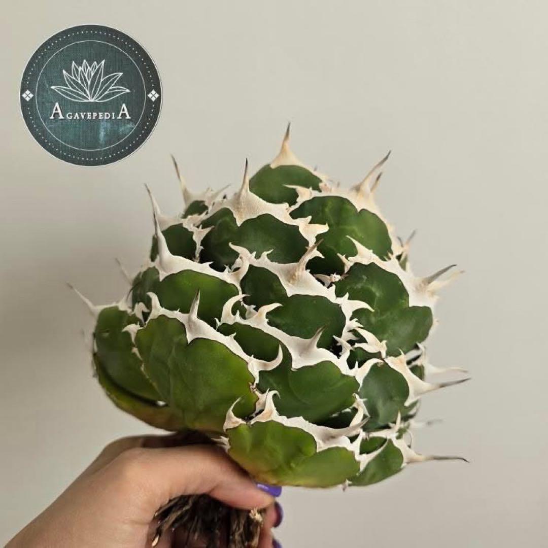 K*N様 オークション【GW限定】③匿名配送 イラン株 REZA産 アガベ No