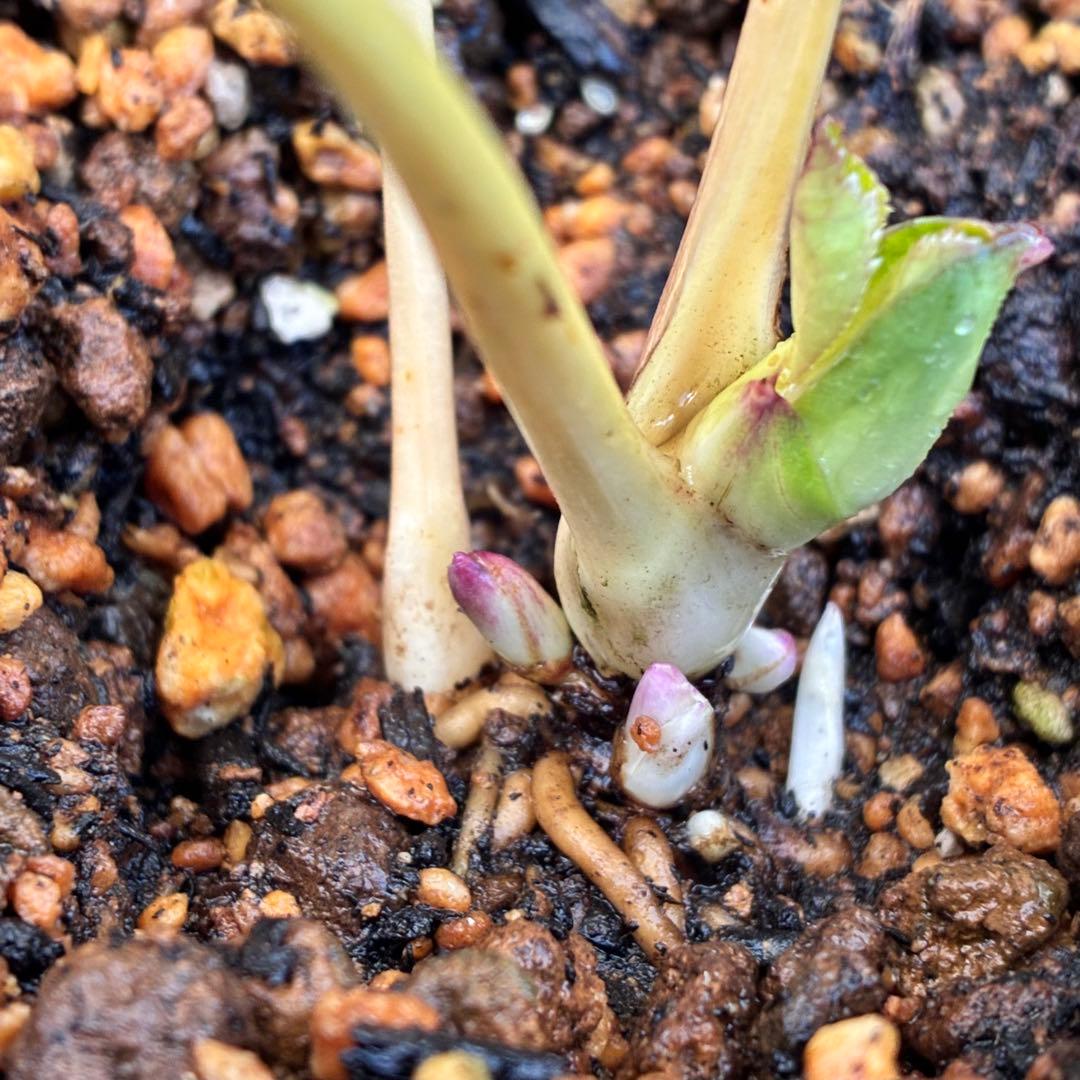 ぽ*の様 ☘️超レア☘️❤️根充実❤️⭐️超⭐️沢山新芽元気株❤️3272⭐️超