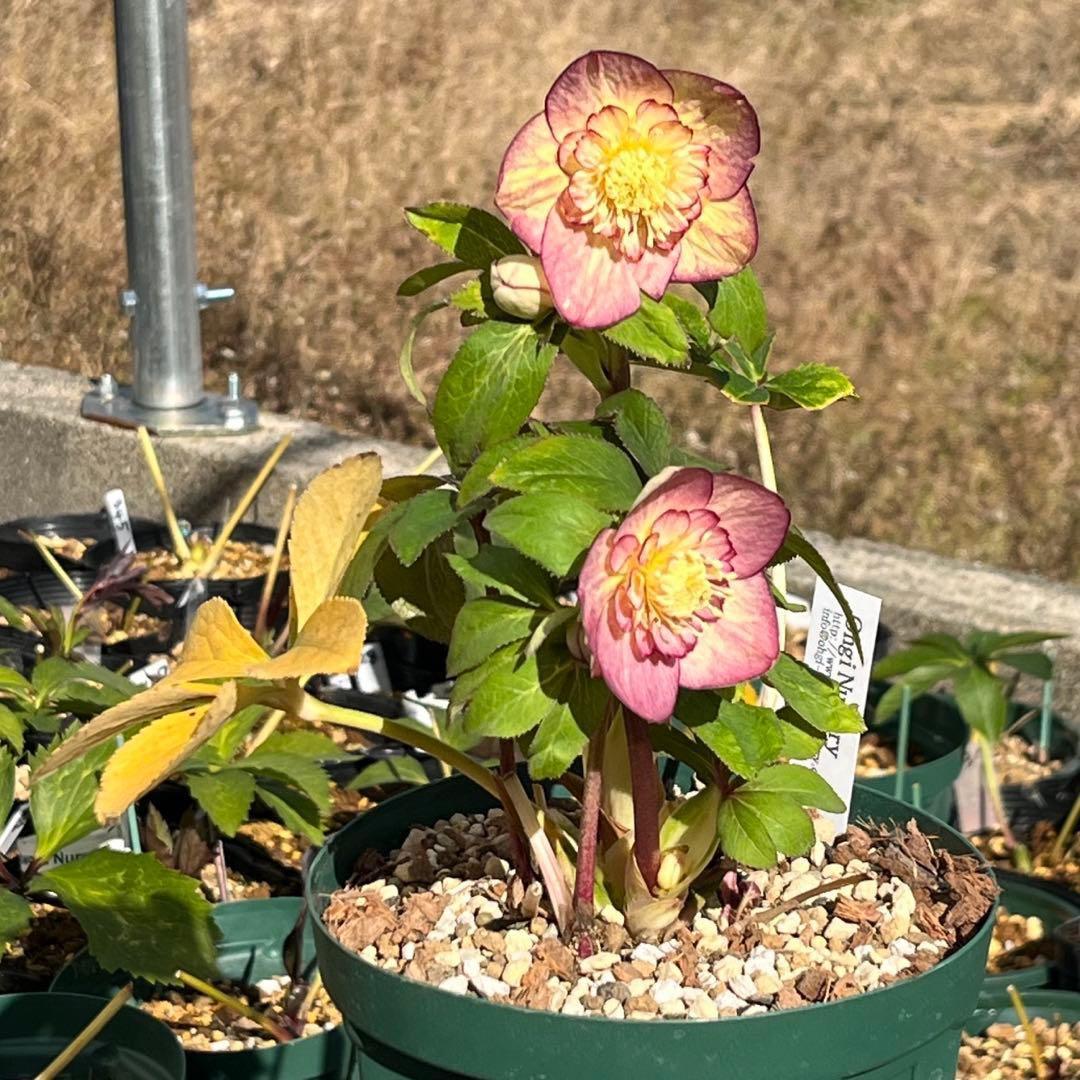 ぽ*の様 ☘️超レア☘️❤️根充実❤️⭐️超⭐️沢山新芽元気株❤️3272⭐️超