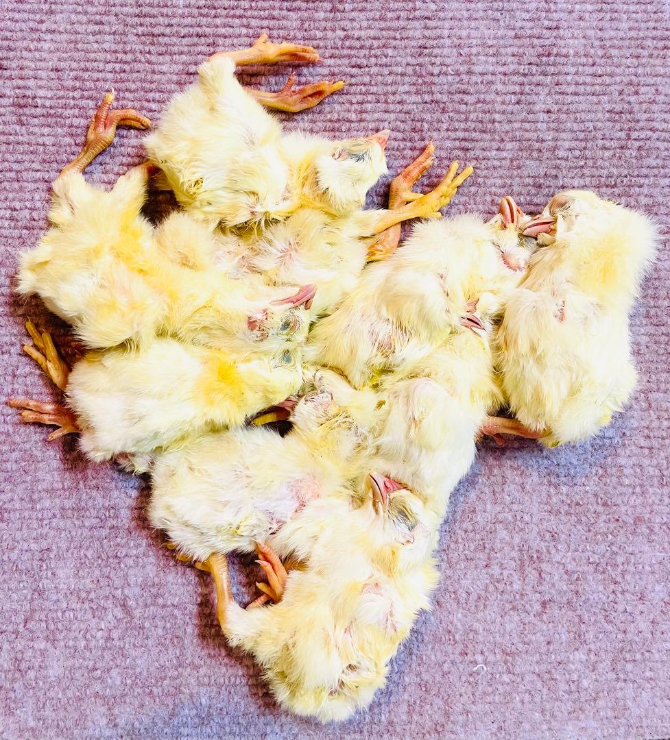 リピート購入で＋10羽】 送料無料 国産 新鮮安全 冷凍ひよこ 400羽