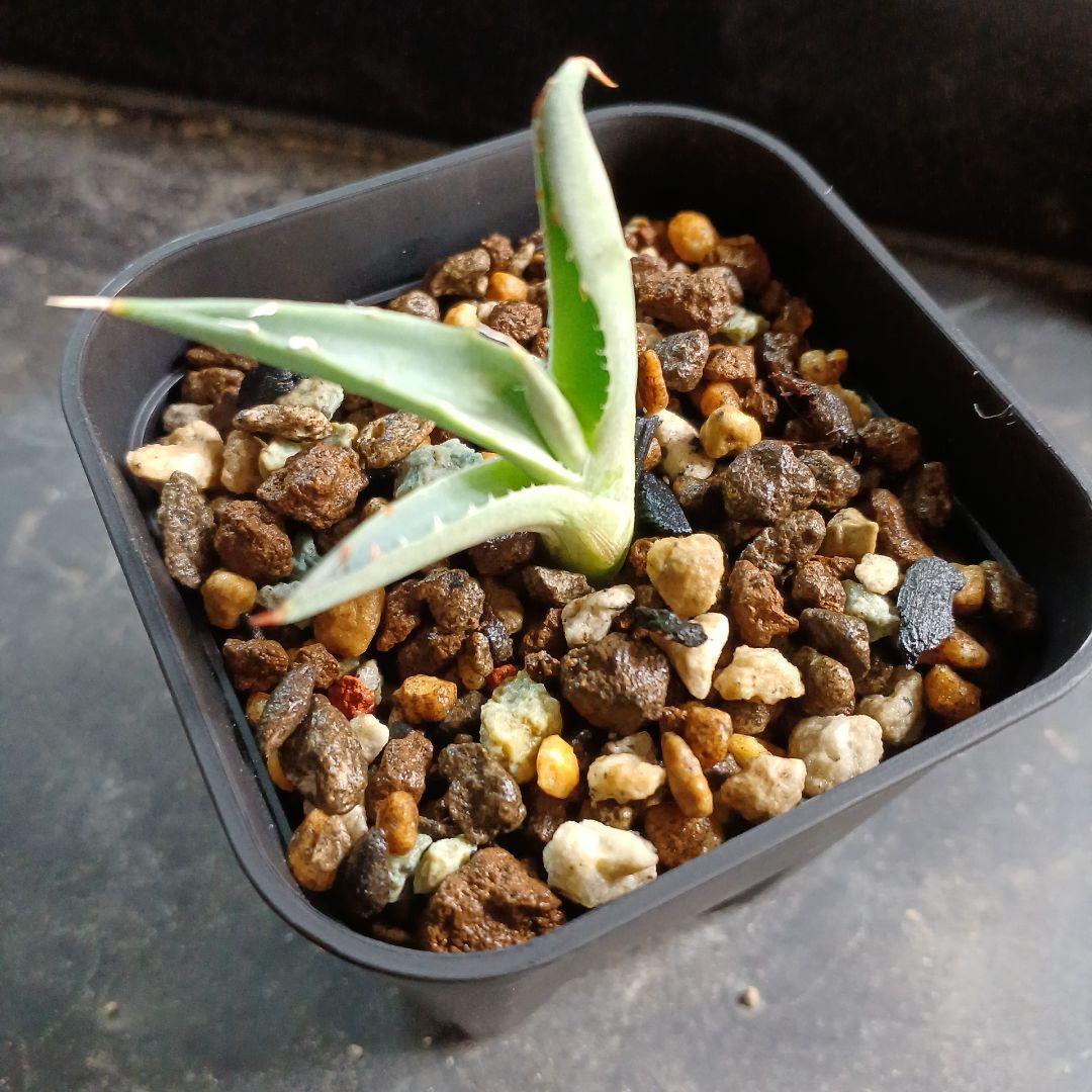 ネバデンシス ✕ BB - メルカリ