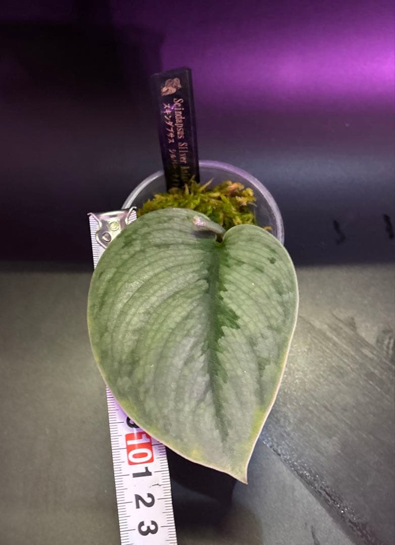 スキンダプサス レア セット H2