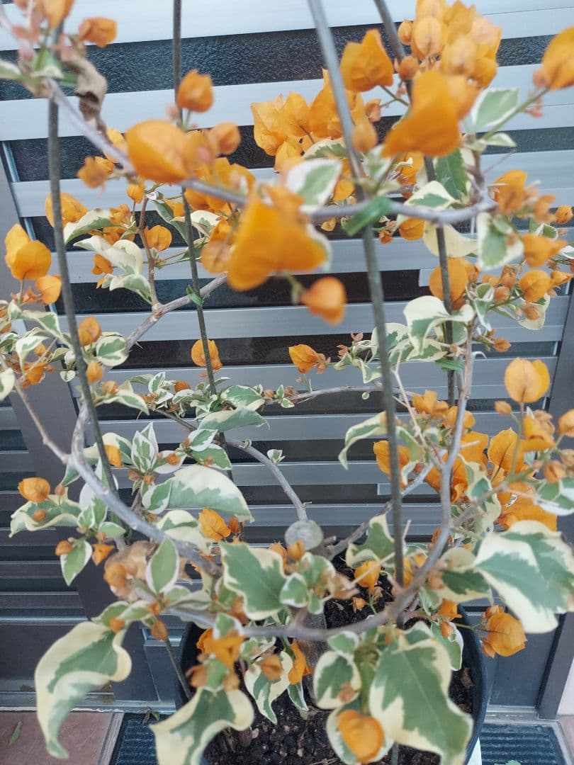 ブーゲンビリア斑入りオレンジイエローNo21 らくらくメルカリ便発送