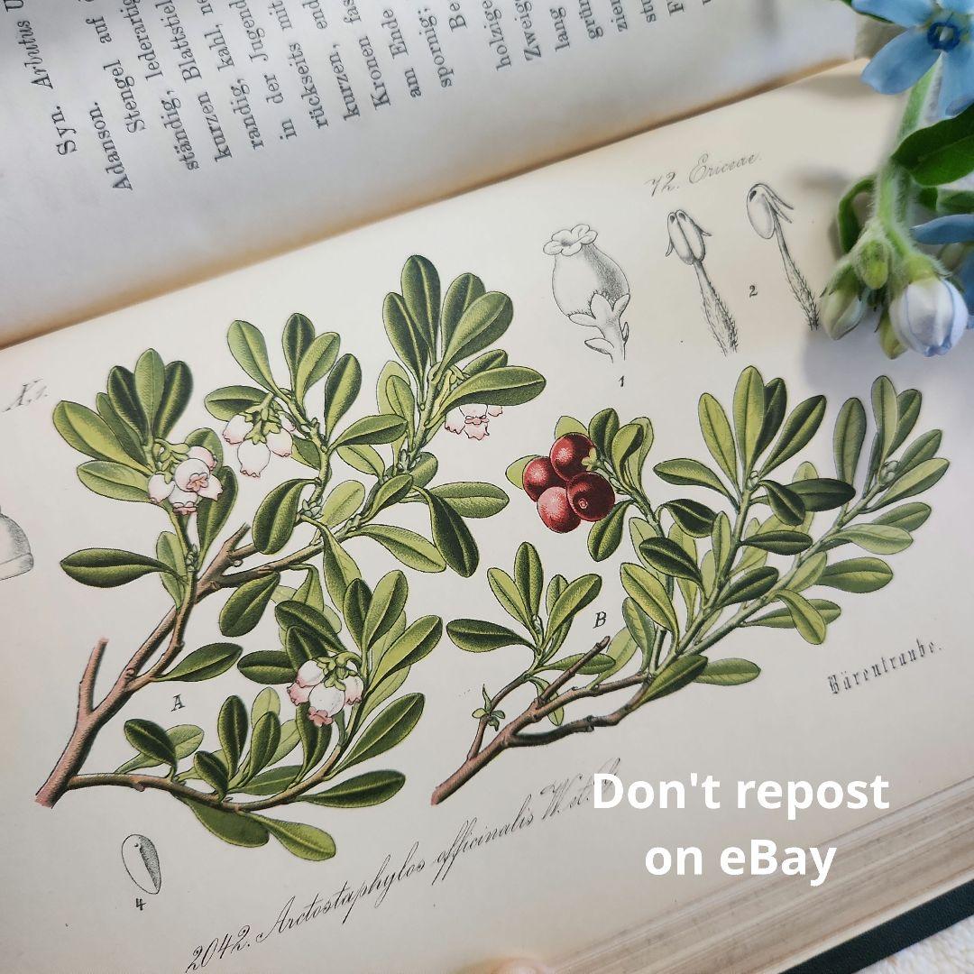 植物図鑑　洋書　ボタニカルアート　アンティーク　リトグラフ　28 ボタニカルアート 植物図鑑 リトグラフ アンティーク 植物画 絵画