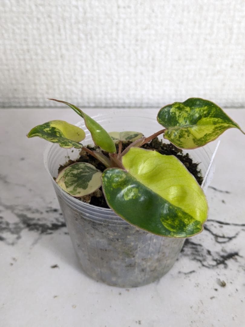 フィロデンドロン　ビレッティア　斑入り コレクション】フィロデンドロン・ビレッティア 斑入り 親株サイズ