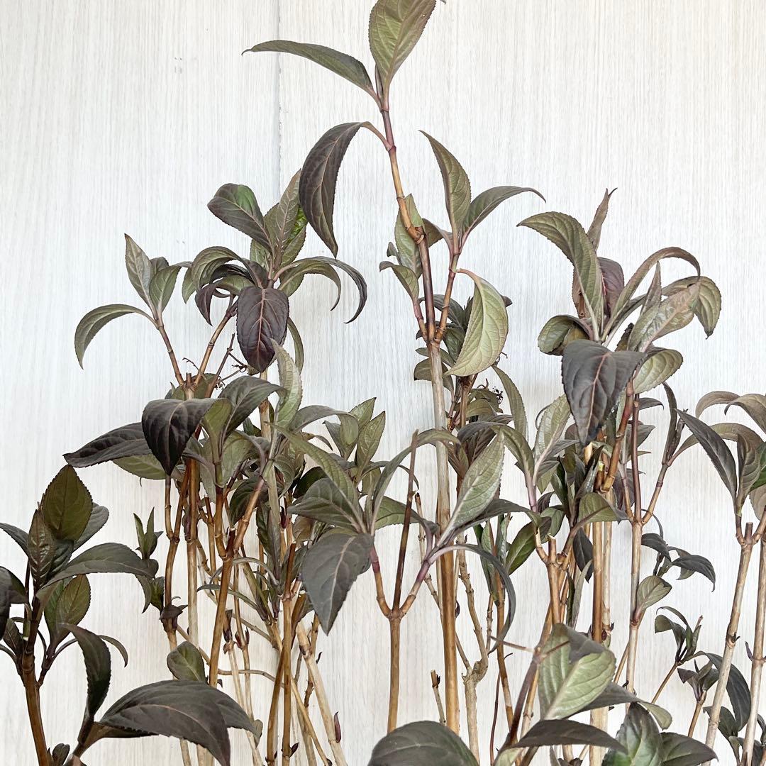 Hanakoさん専用　常緑紫陽花　碧の瞳　/ 76 2本同時購入価格