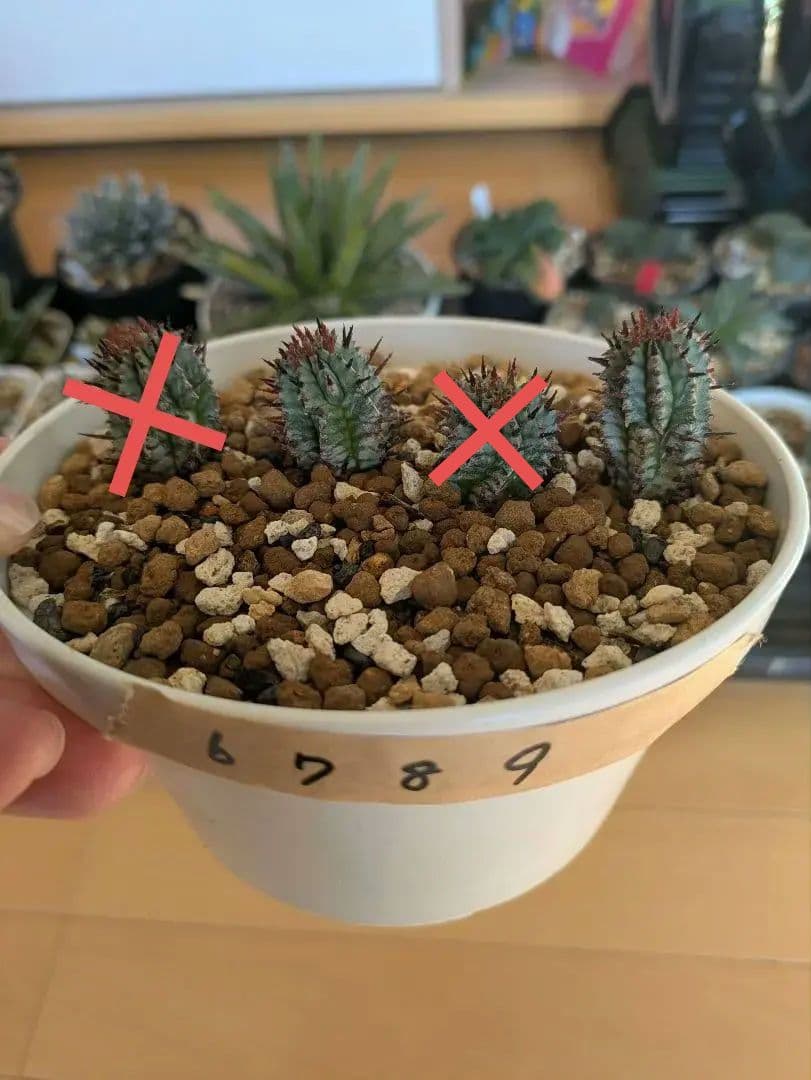 ケンさま専用【ユーフォルビア】 ホリダ宇田ゼブラ子株⑦⑨ - メルカリ