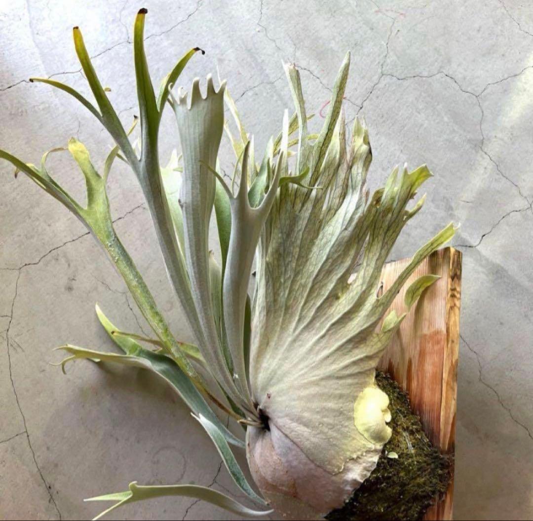 ビカクシダベイチー アーバンリバー 子株 oc veitchii - メルカリ