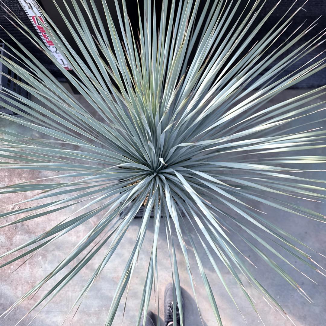 AL1185】ユッカ ロストラータ ランチョブルー