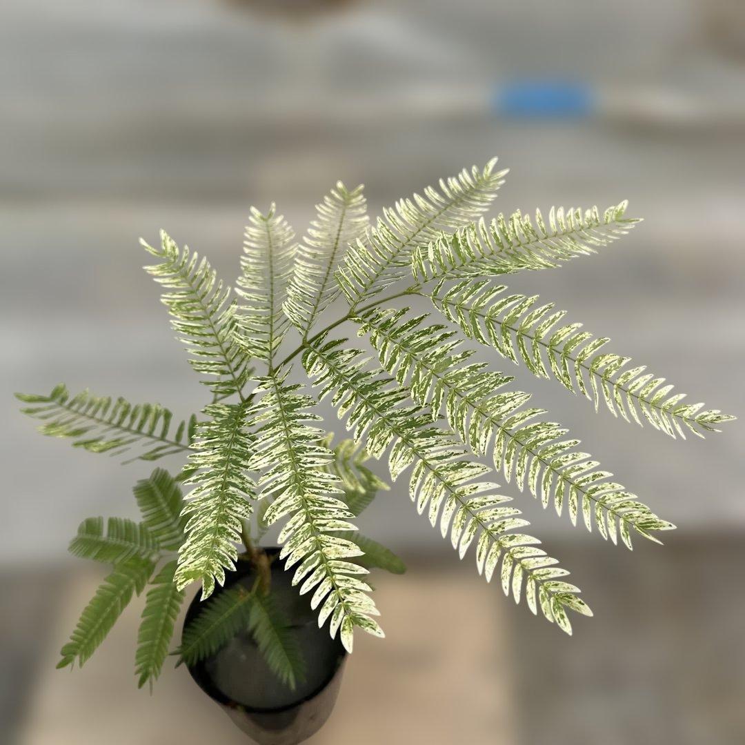 k*p様 エバーフレッシュ斑入り - メルカリ