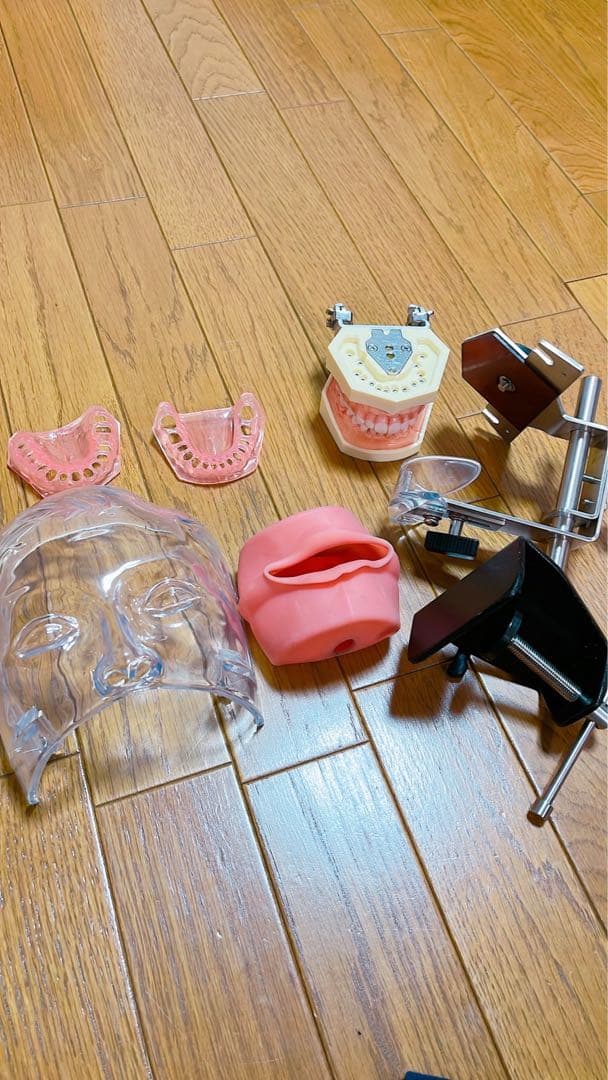 歯科衛生士　シンプルマネキン シンプルマネキンⅢ｜株式会社ニッシン｜歯科模型・歯科材料のトップ