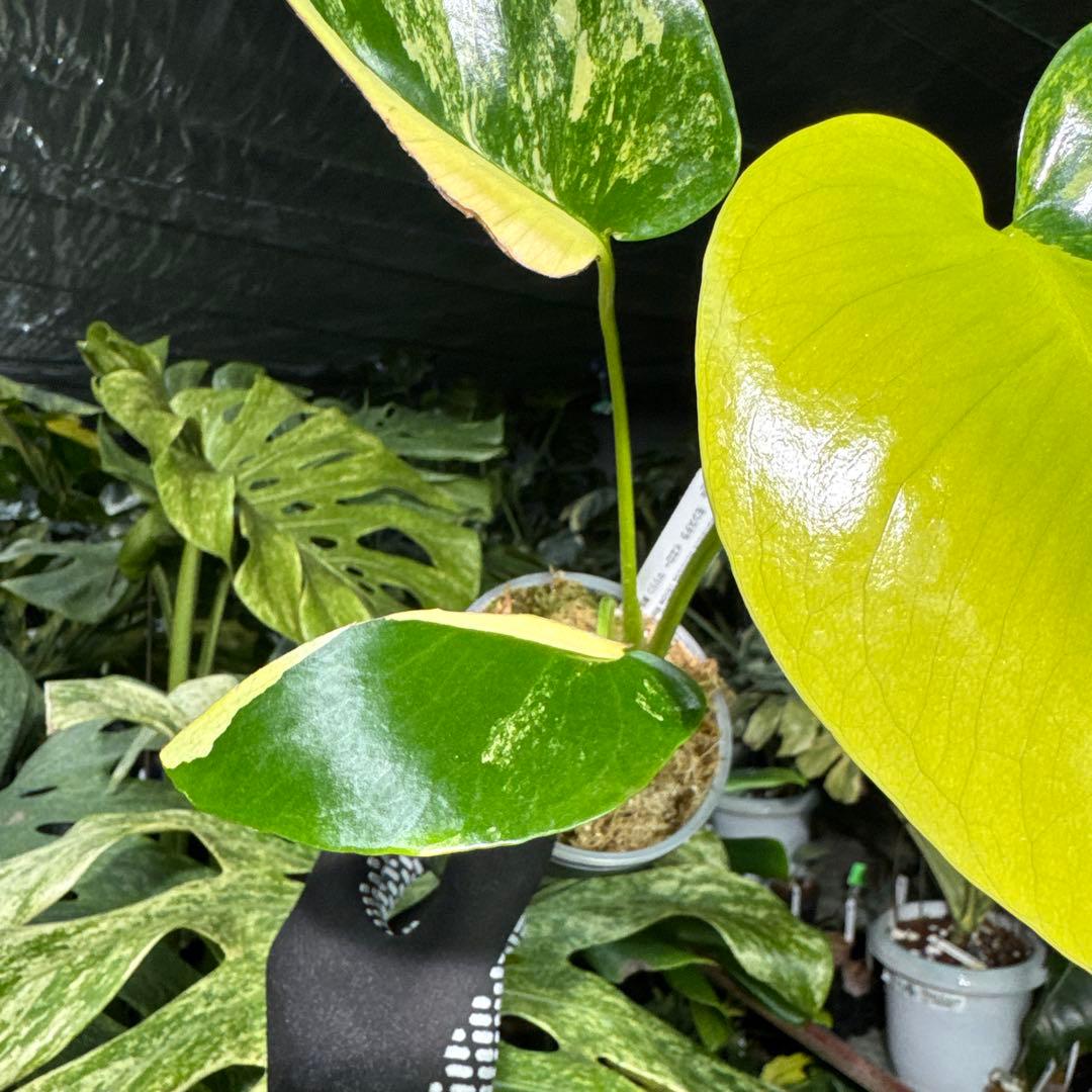 2モンステラ デリシオーサ イエローマリリン 黄斑入り - メルカリ