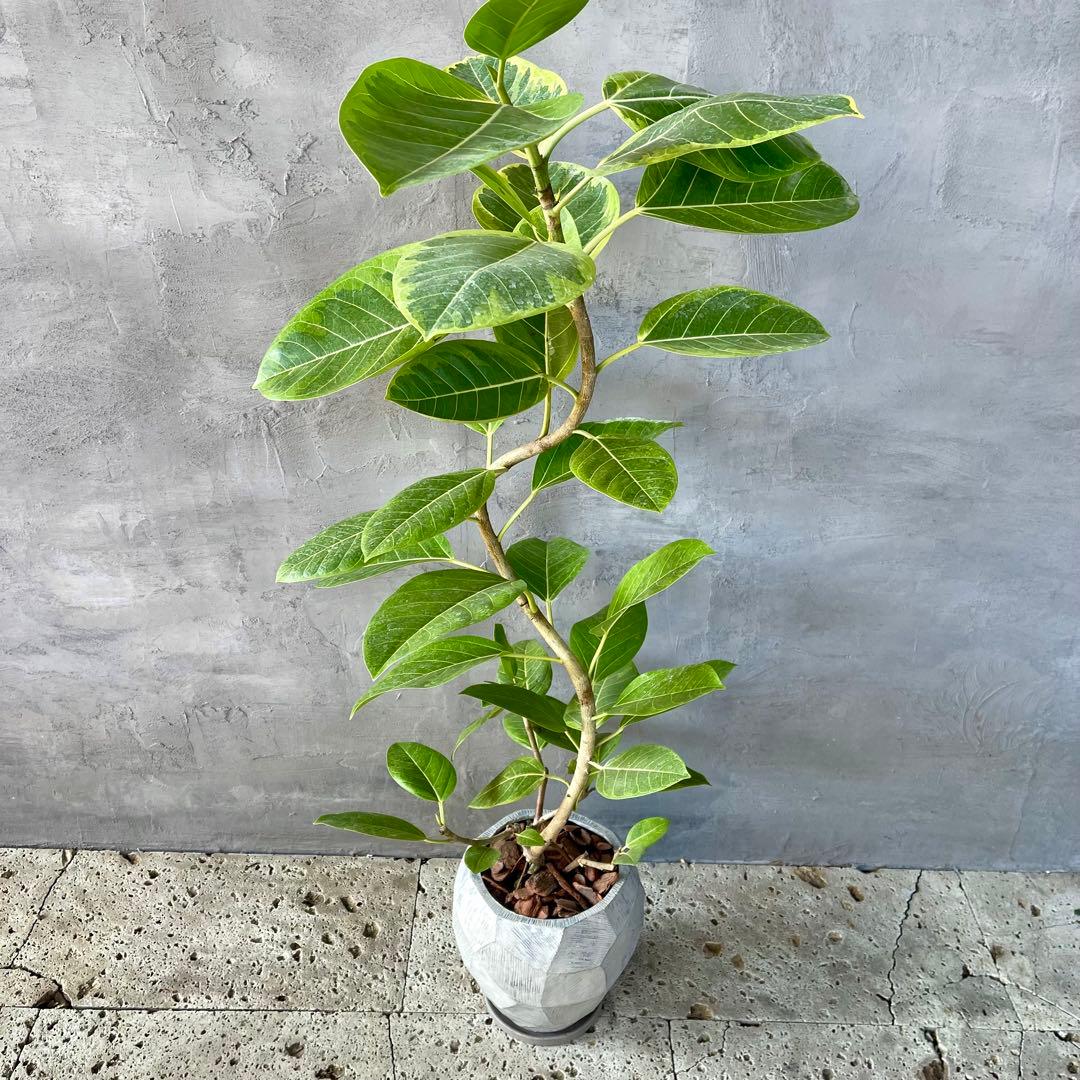 特大 フィカス アルテシマ 曲がり仕立て 9号 陶器鉢 植え込み発送