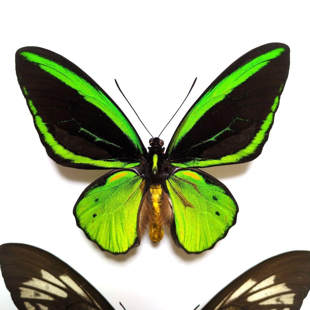 蝶標本 ミドリメガネトリバネアゲハ ペア - メルカリ