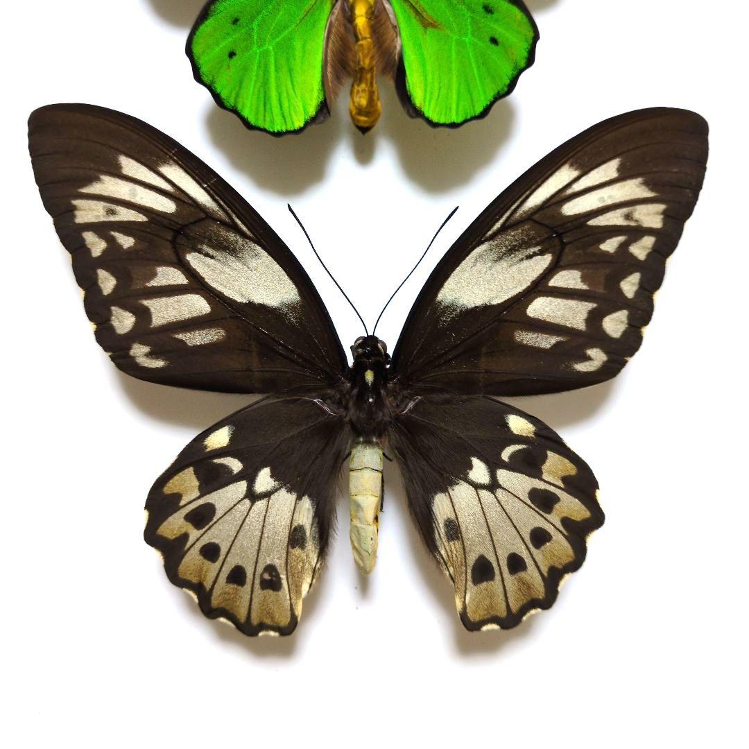 蝶標本 ミドリメガネトリバネアゲハ ペア - メルカリ