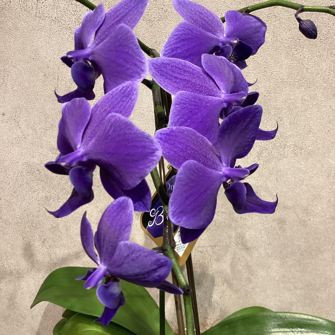 現品❗️超希少❗️胡蝶蘭❤️ブルージーン 1本立