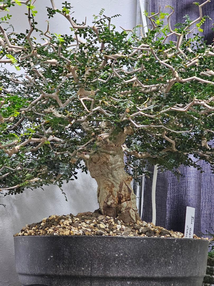 【良血統】オペルクリカリア パキプス 植物図鑑】オペルクリカリア・パキプス(Operculicarya pachypus)とは