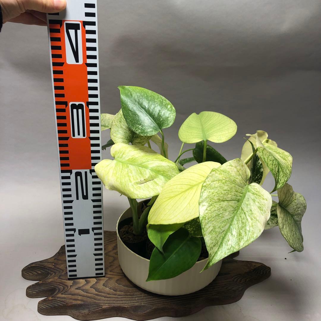 MS62 5株セット【特別選抜】ホワイトモンスター／天津蘭 モンステラ