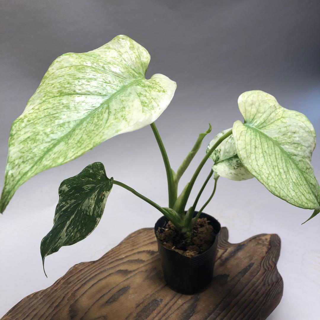 MS62 5株セット【特別選抜】ホワイトモンスター／天津蘭 モンステラ