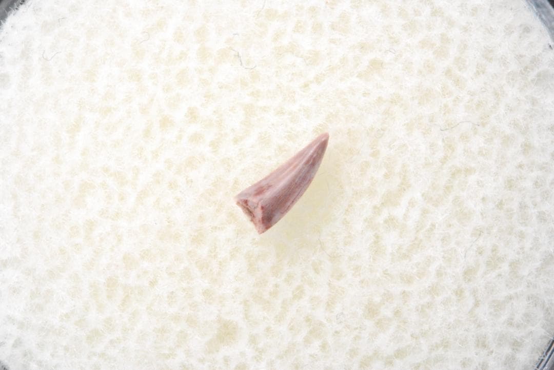 化石 コエロフィシス 歯 [DS394] 恐竜 希少 レア