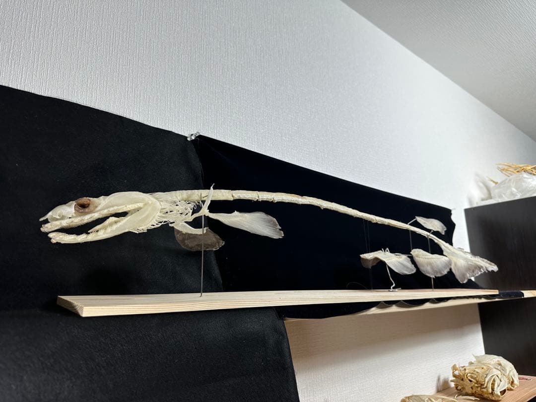 ラブカ 全身骨格 - メルカリ