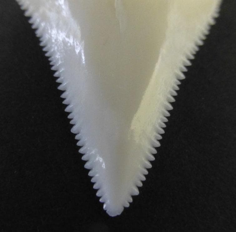 ホホジロザメ（Carcharodon carcharias）の歯 45.4ｍｍ