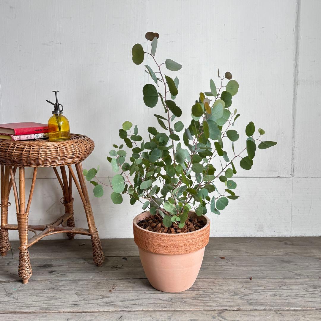 ユーカリ イタリア製テラコッタ鉢植え ポポラス シルバーリーフ - メルカリ