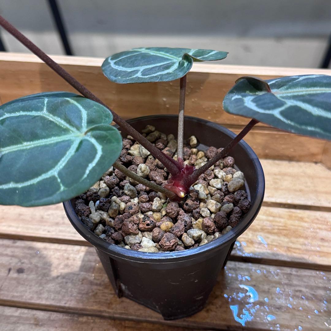 g*o様 28 アンスリウム 'ミシェル' F2 レッドクリスタリナム - メルカリ