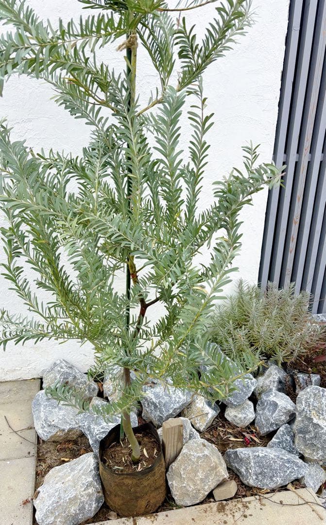 超逸品。アカシア ブルーブッシュ 2.0M(鉢底から) 品番B