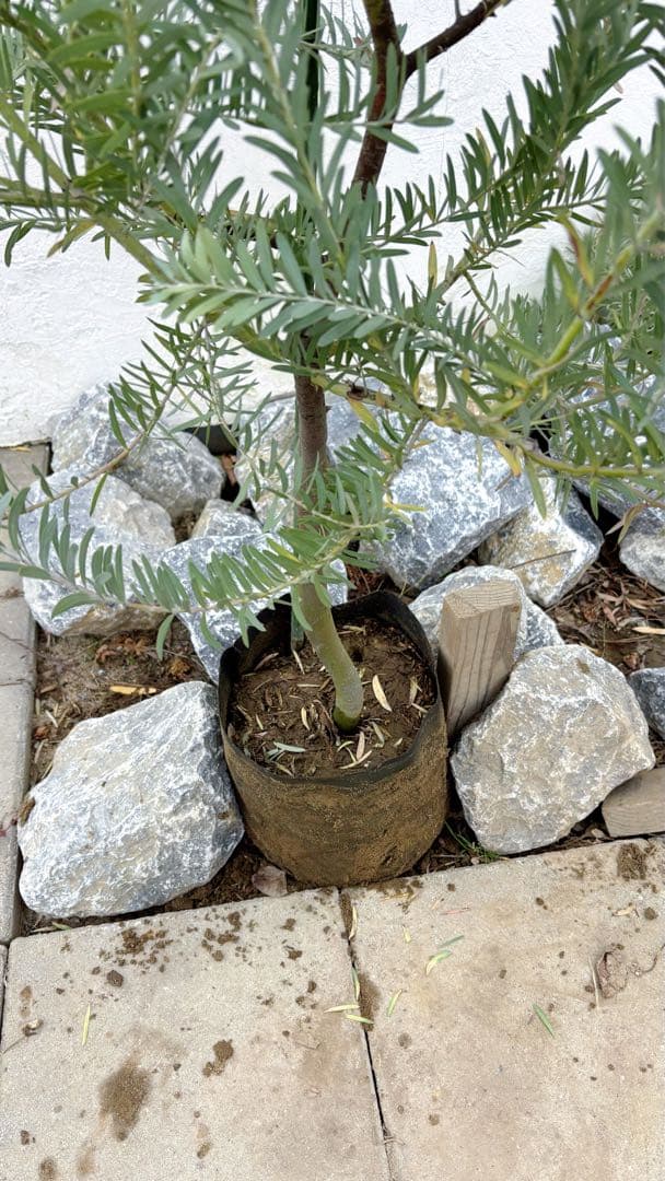 超逸品。アカシア ブルーブッシュ 2.0M(鉢底から) 品番B