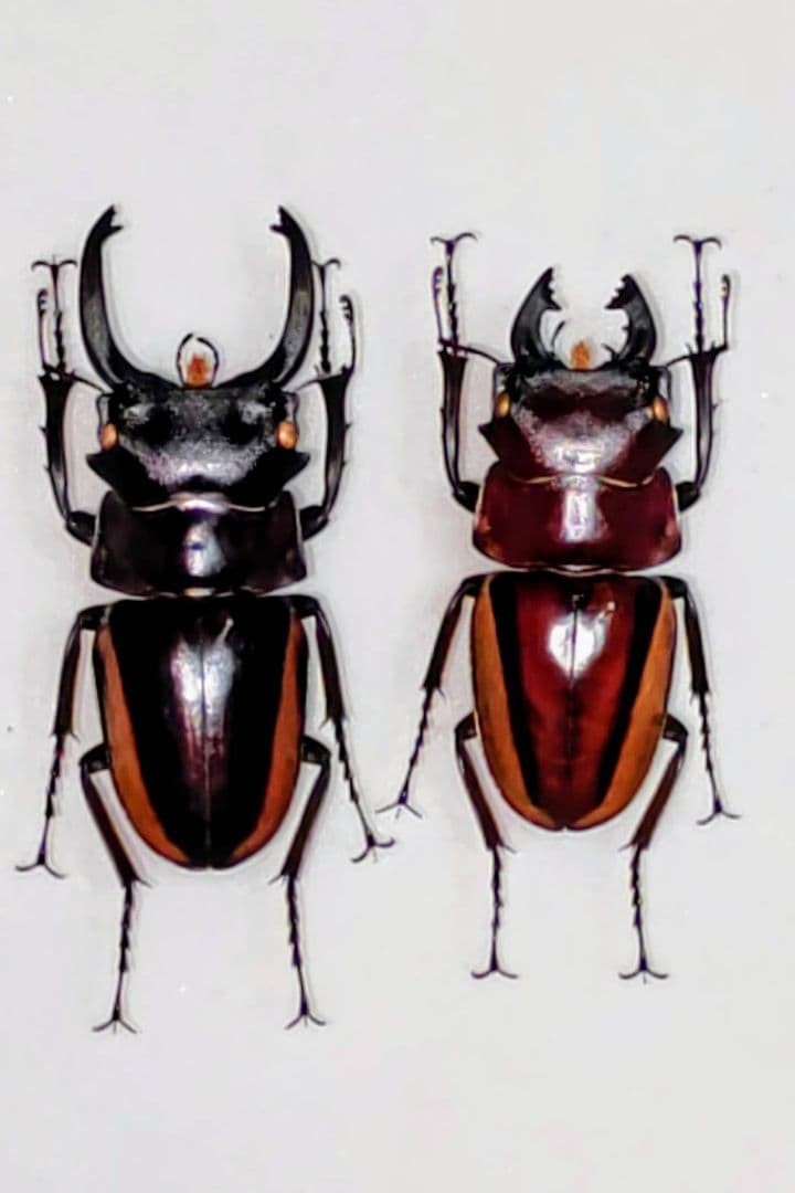 スチーブンスツヤクワガタ 亜種 標本 スティーブンスツヤクワガタ(原名亜種)飼育記 : 黒虫農場