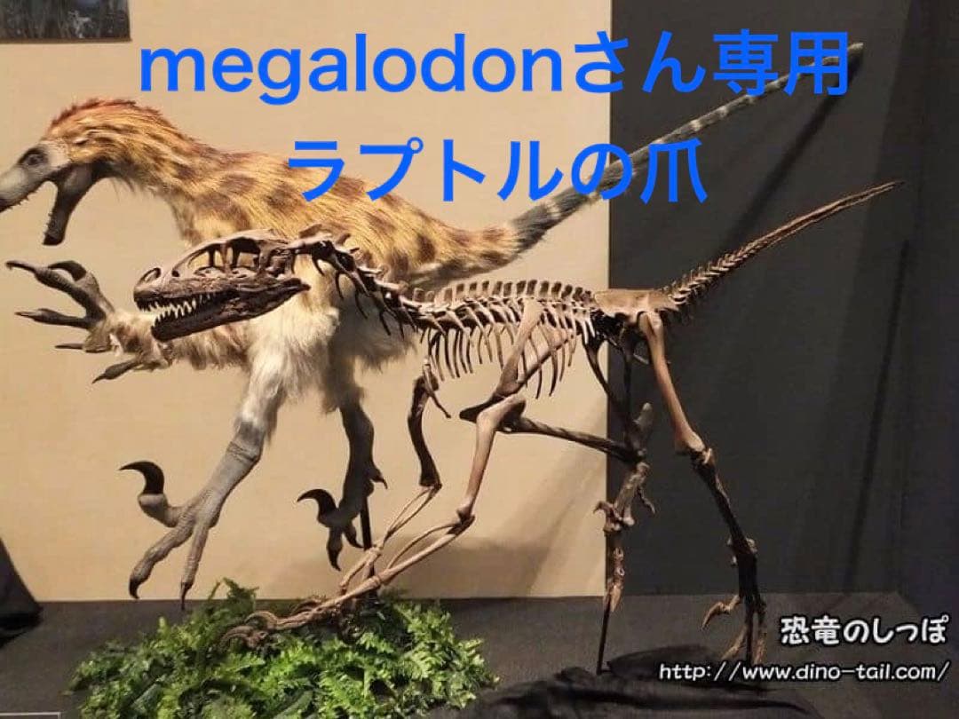 ラプトルの爪 化石 megalodonさん専用 ラプトルの爪 化石 megalodonさん専用 楽天市場】ヴェロキラプトル 爪