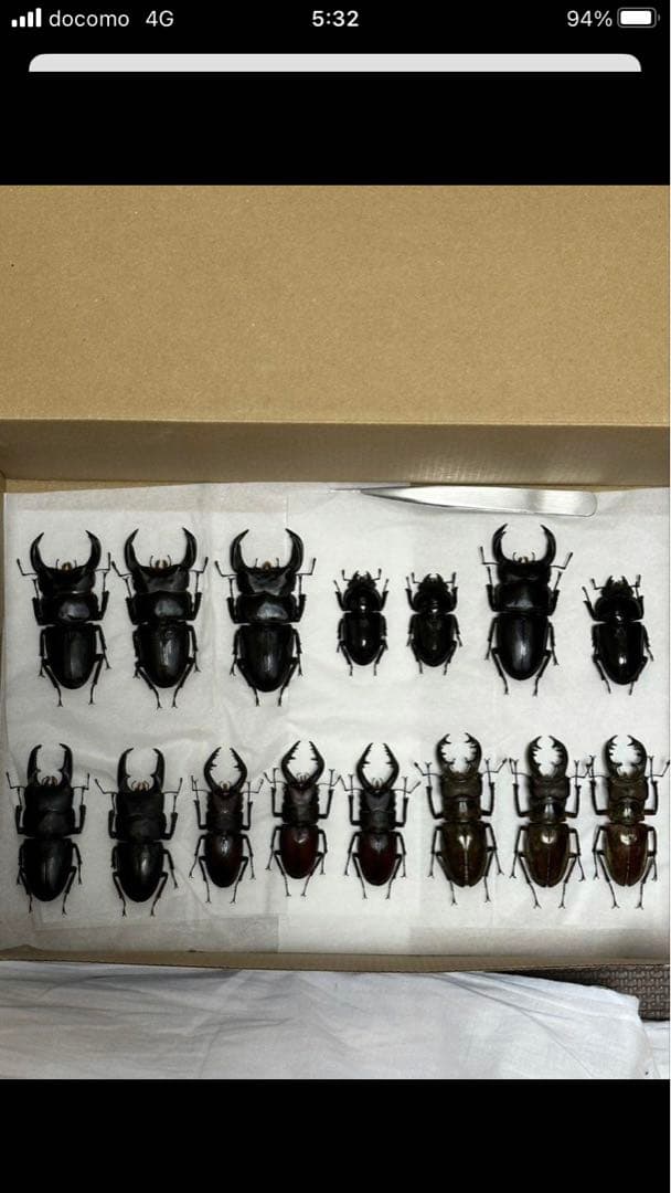 国産クワガタ♂標本セット　※一部欠損あり 国産クワガタ♂標本セット ※一部欠損あり - メルカリ