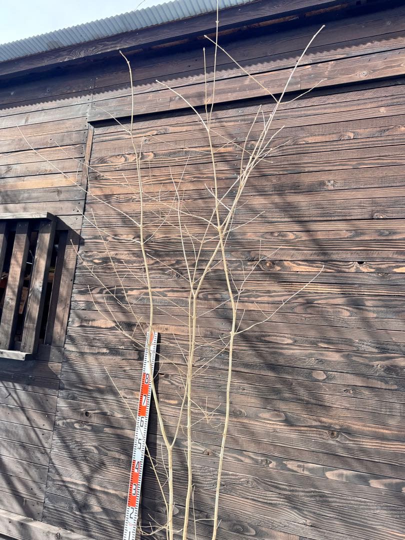 アオダモ/自生山採り【現品発送】管理70956