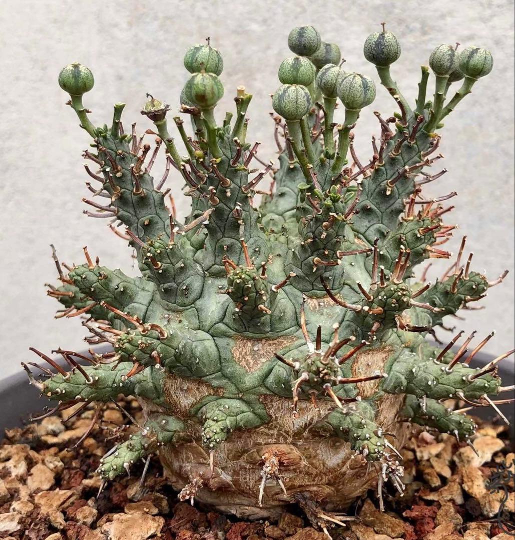 希少】大人気！ブロッコリー種子 （SK9-099 )5000粒